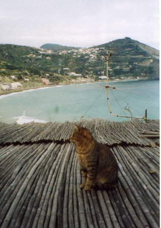 gatto che ammira il paesaggio